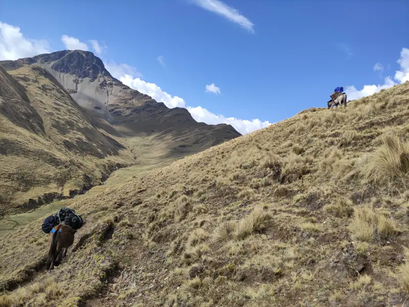 Packesel beim Gepäcktransport in den Bergen.
