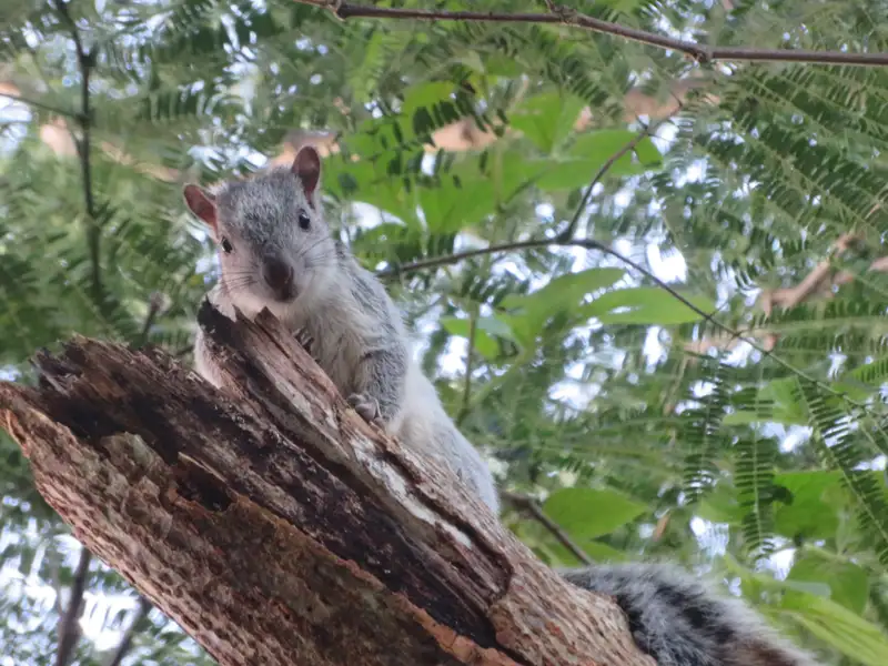 Graues Eichhörnchen auf einem Baumstamm.