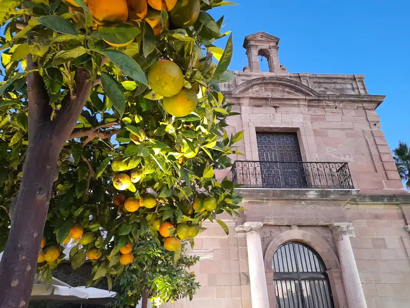 Orangenbaum mit Früchten vor einem Gebäude mit Balkon.