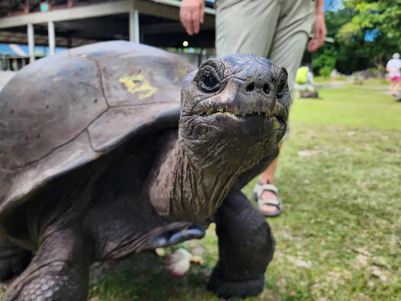 Nahaufnahme einer Aldabra-Riesenschildkröte, die den Betrachter direkt ansieht.