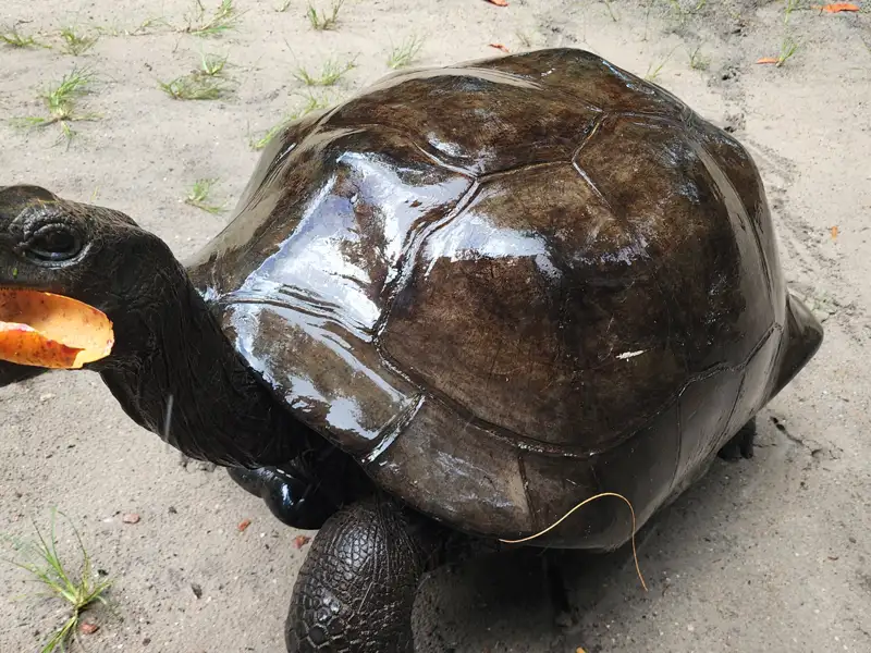 Riesenschildkröte beim Verzehr einer Frucht.