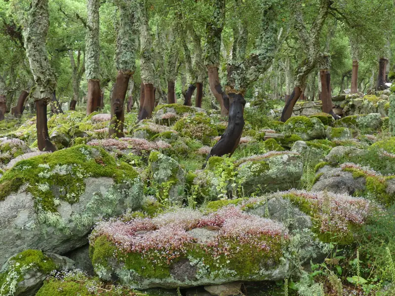 Moosbewachsene Felsen und Korkeichen in einem Wald.