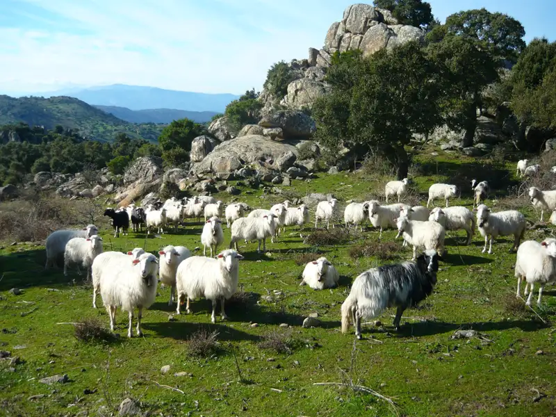 Schafe weiden auf einer grünen Wiese, umgeben von Felsen und Bäumen. Im Hintergrund sind Hügel und Berge zu sehen.