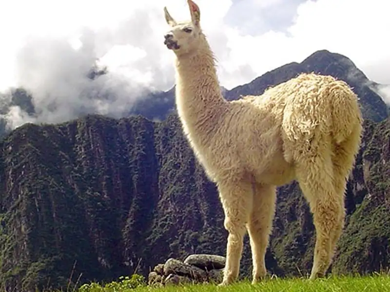 Ein Lama steht auf einer grünen Wiese mit Bergen im Hintergrund.