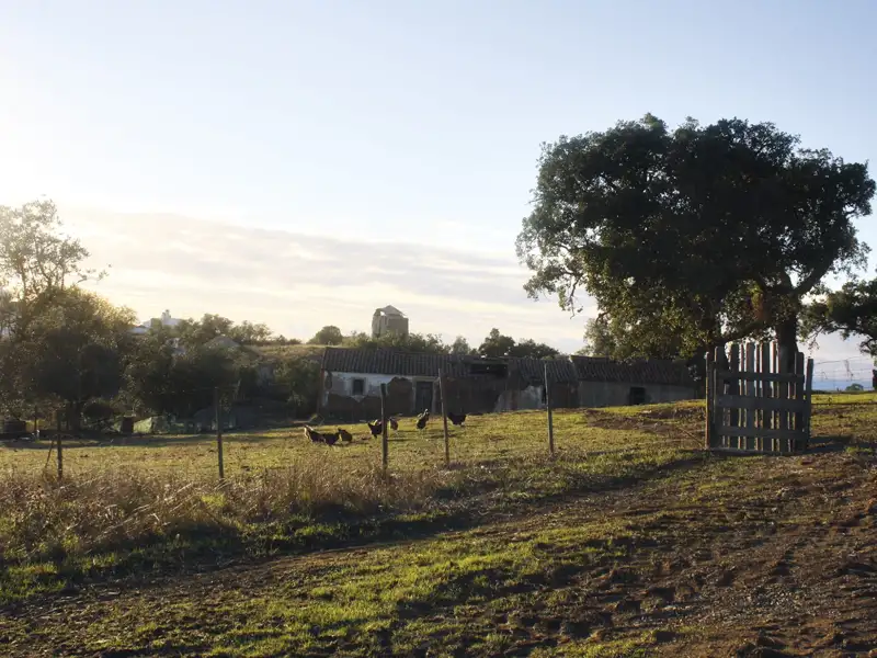 Hühner auf einem Bauernhof.