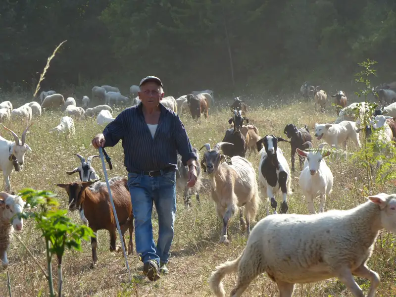 Hirte führt Schafe und Ziegen über eine Weide.