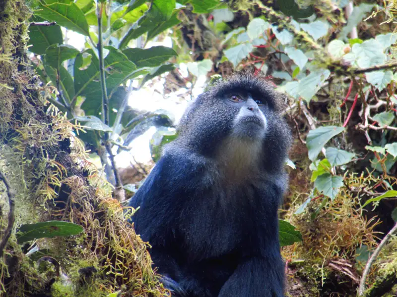 Blauer Affe im Baum sitzend.