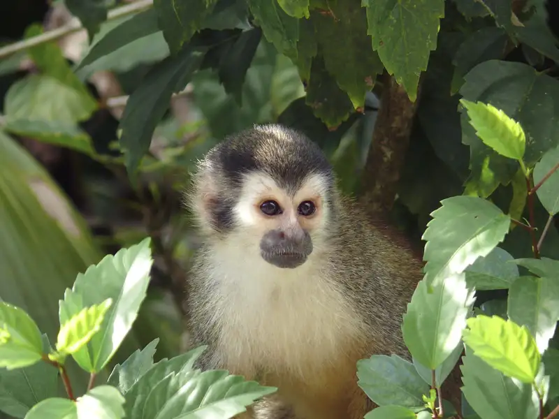 Kleiner Affe im grünen Laub.
