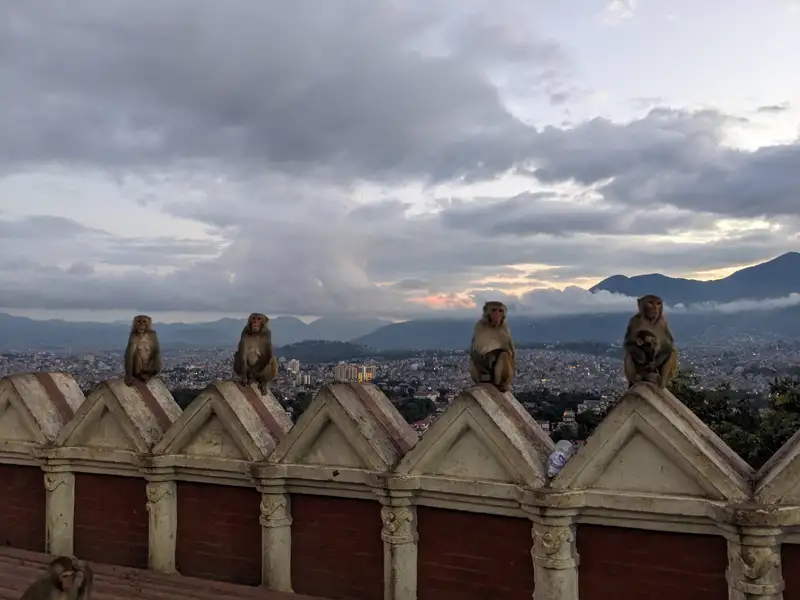 Affen beobachten die Stadt von einer Mauer aus.