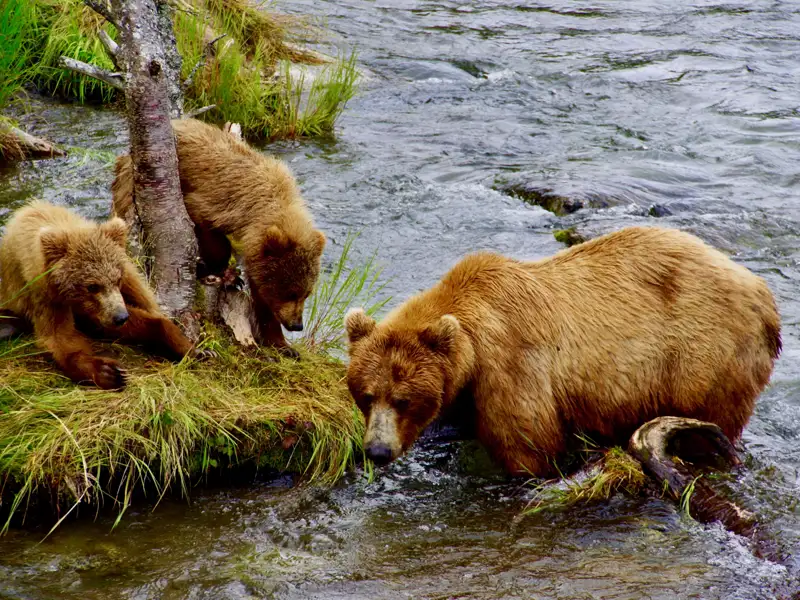Braunbärin mit zwei Jungtieren im Fluss.