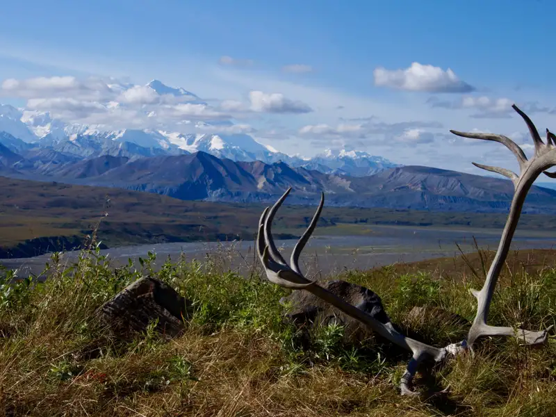 Abgeworfenes Karibugeweih in der Landschaft Alaskas mit der Alaska Range im Hintergrund.