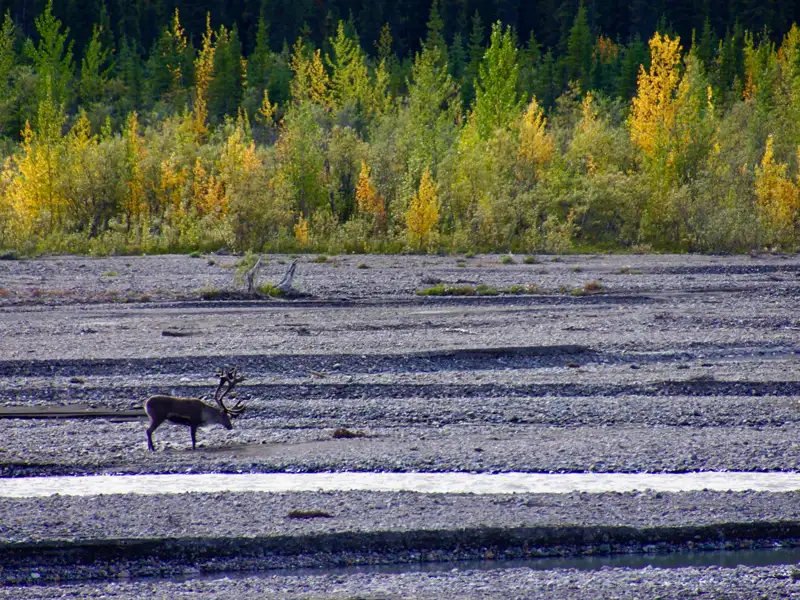 Karibu im Herbst am Flussbett