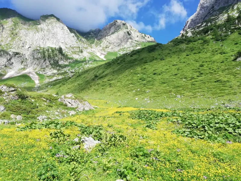 Alpenwiese mit gelben Blumen und felsigen Bergen im Hintergrund.