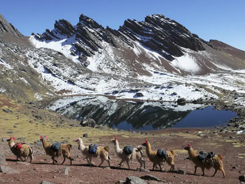 Packlamas auf einer Trekkingtour in den Anden. Die Lamas tragen Gepäck und wandern an einem Bergsee entlang, umgeben von schneebedeckten Gipfeln.