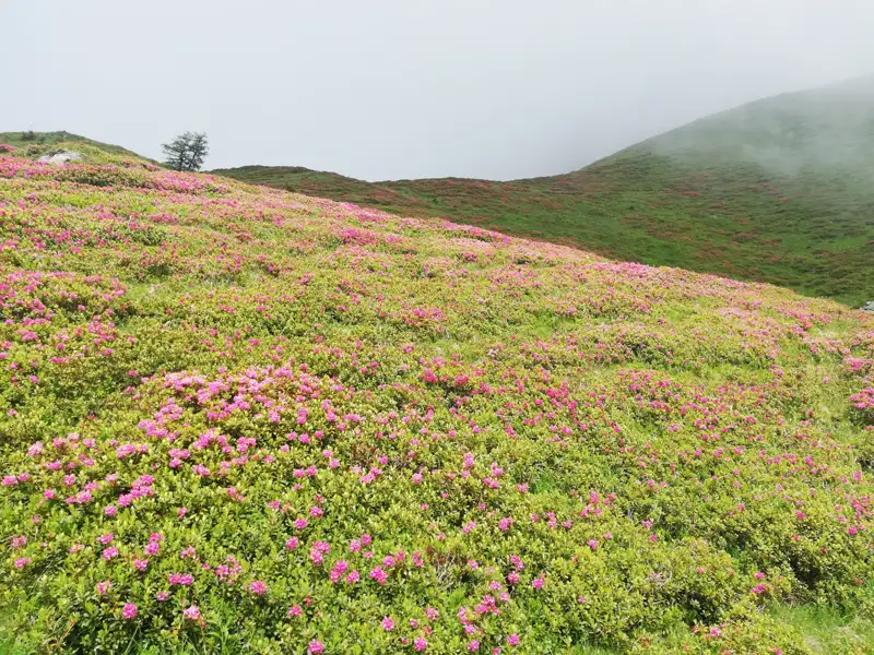 Blühende Alpenrosen bedecken einen Berghang, der im Nebel verschwindet.