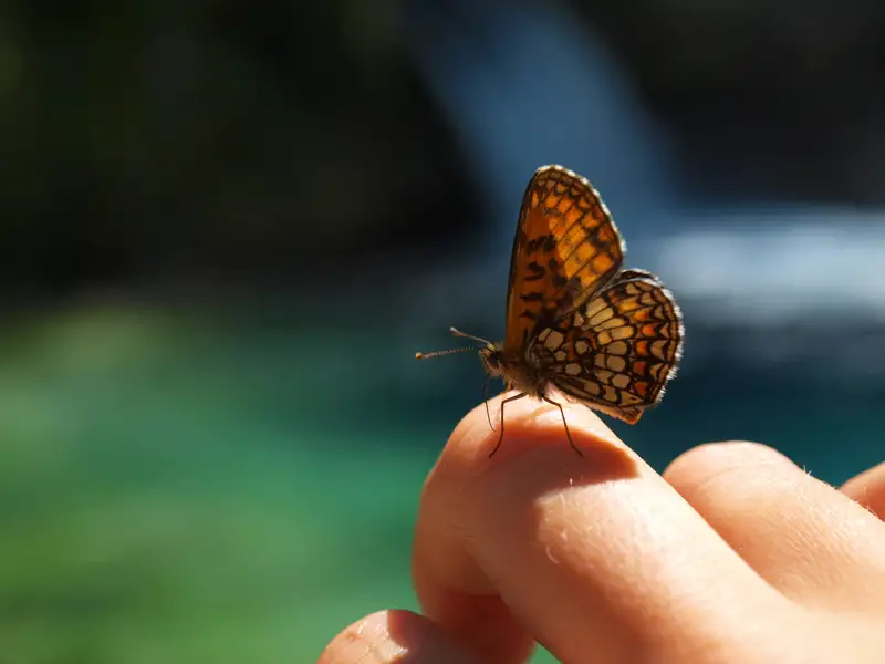 Schmetterling auf Finger