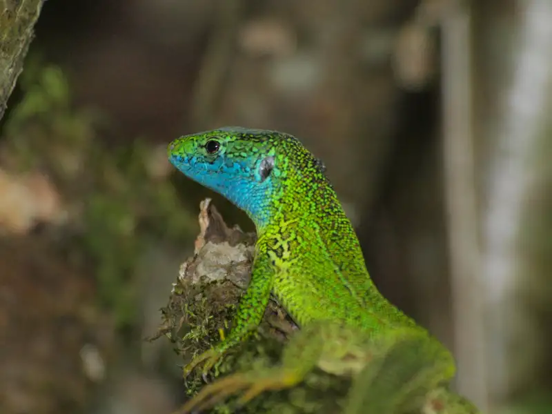Eine grün-blaue Eidechse, die auf einem bemoosten Ast ruht.