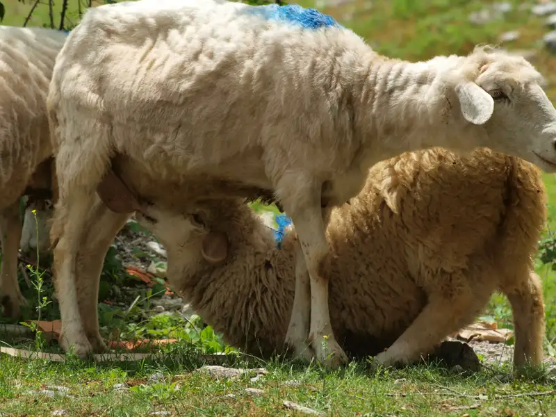 Muttertier säugt Jungtier auf der Weide.