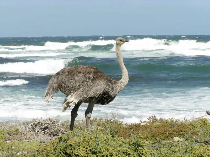 Strauß an der Küste mit Wellen im Hintergrund.