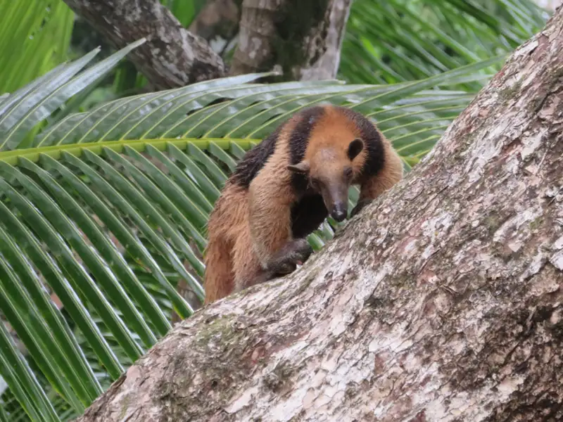 Ameisenbär klettert auf Baum im Regenwald.