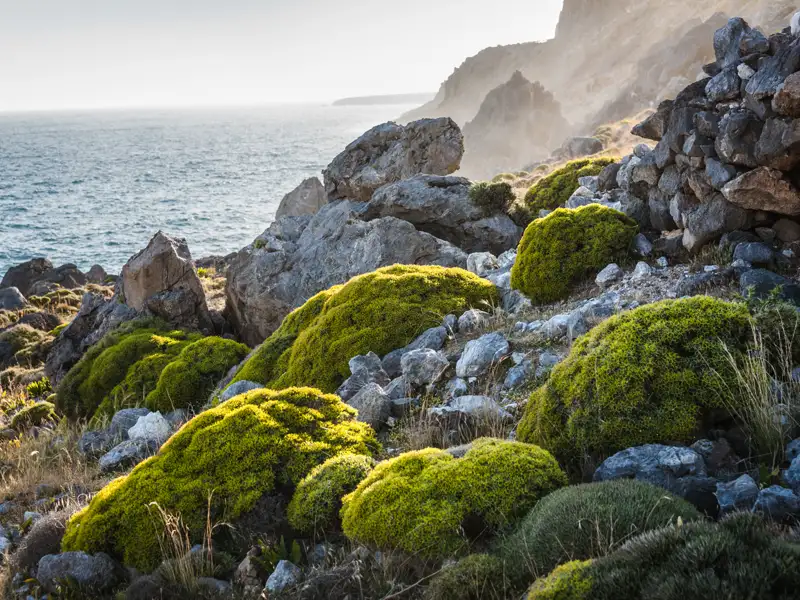Felsige Küste mit grüner Vegetation und Blick auf das Meer.
