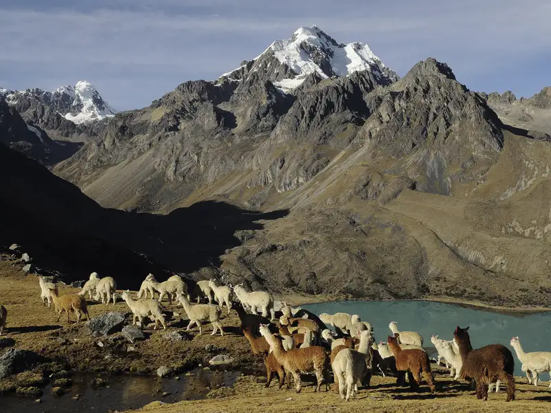 Alpakas in den Anden