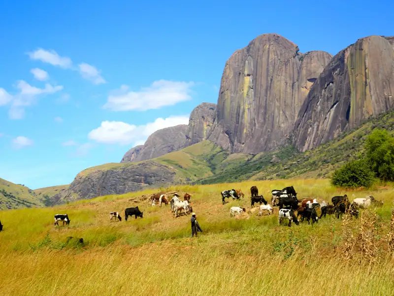 Rinderherde in einer bergigen Landschaft mit markanten Felsformationen.