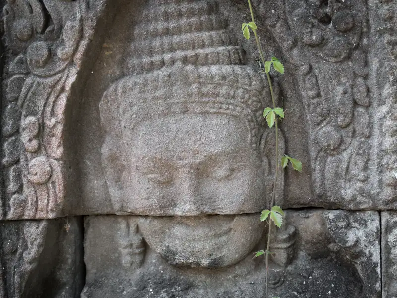 Detailansicht einer Steinschnitzerei eines Gesichts, teilweise verdeckt durch eine wachsende Ranke.