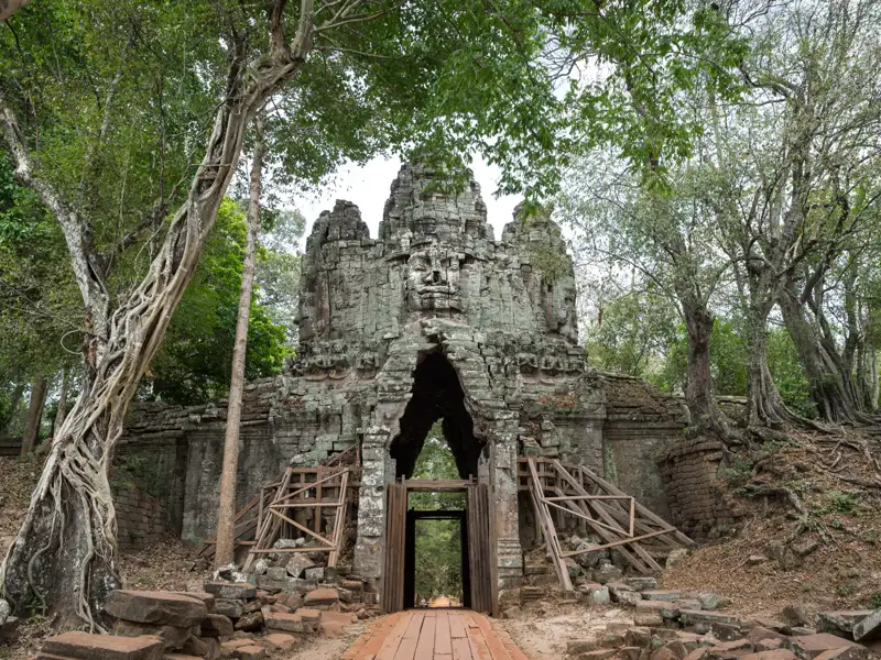 Alter Steintorweg im Dschungel