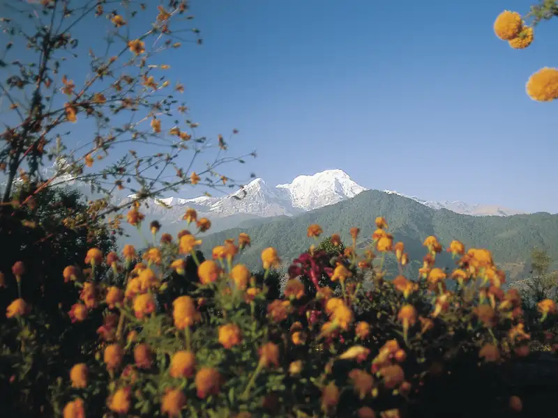 Blick auf eine Bergkette mit schneebedeckten Gipfeln, eingerahmt von blühenden Blumen.