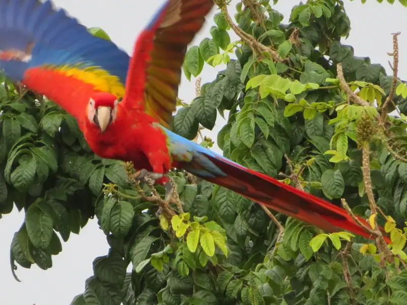 Ein Ara mit leuchtend roten, blauen und gelben Federn im Flug, umgeben von grünen Blättern.