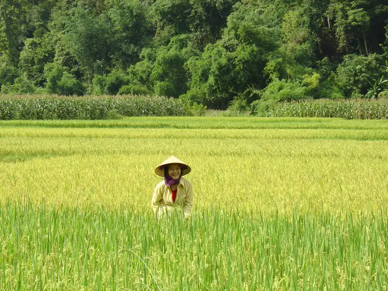 Bäuerin im Reisfeld