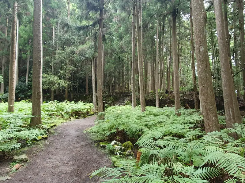 Wanderweg durch einen Farnwald.