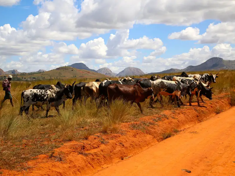Ein Hirte führt eine Herde Zebus auf einer roten Sandstraße, umgeben von hügeliger Landschaft.
