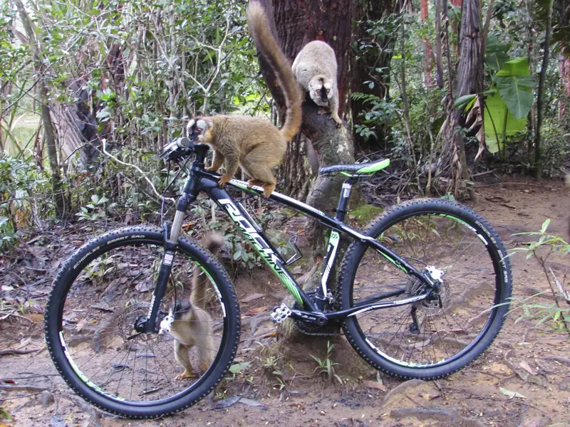 Neugierige Lemuren erkunden ein Mountainbike im Wald.