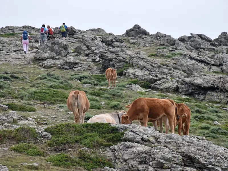 Wanderer begegnen Kühen auf einem felsigen Bergpfad.