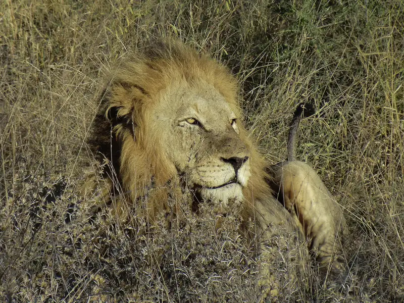 Männlicher Löwe ruht im Gras.