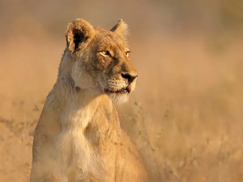 Löwin in der Savanne