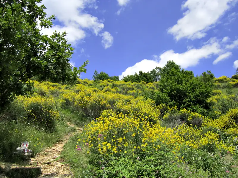 Wanderweg mit gelben Blüten.