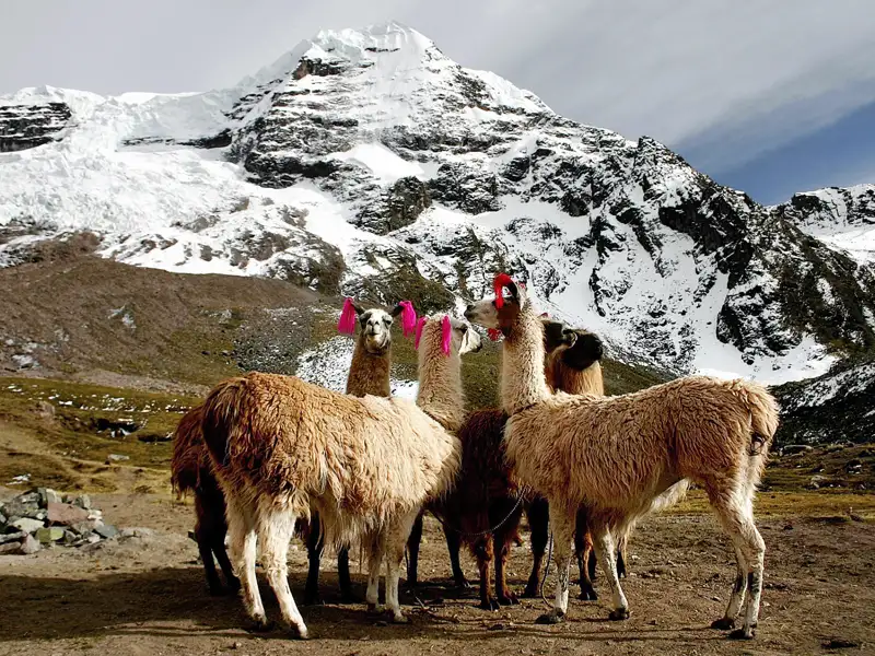 Lamas mit bunten Quasten in einer Berglandschaft
