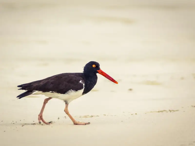 Austernfischer am Strand bei der Nahrungssuche.