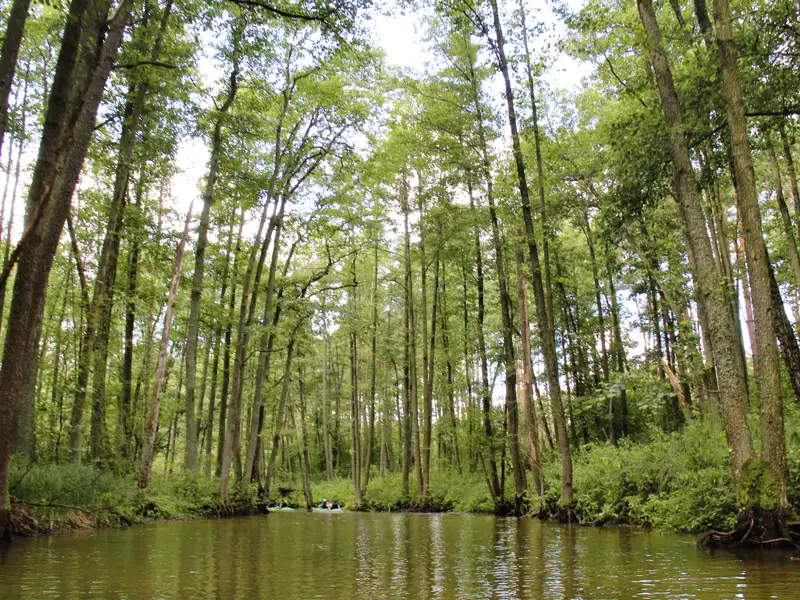 Kanufahrer auf einem von Bäumen gesäumten Fluss.