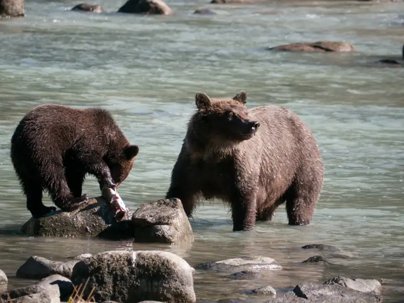 Braunbärjunges frisst einen Lachs im Fluss, während ein erwachsener Bär daneben steht.