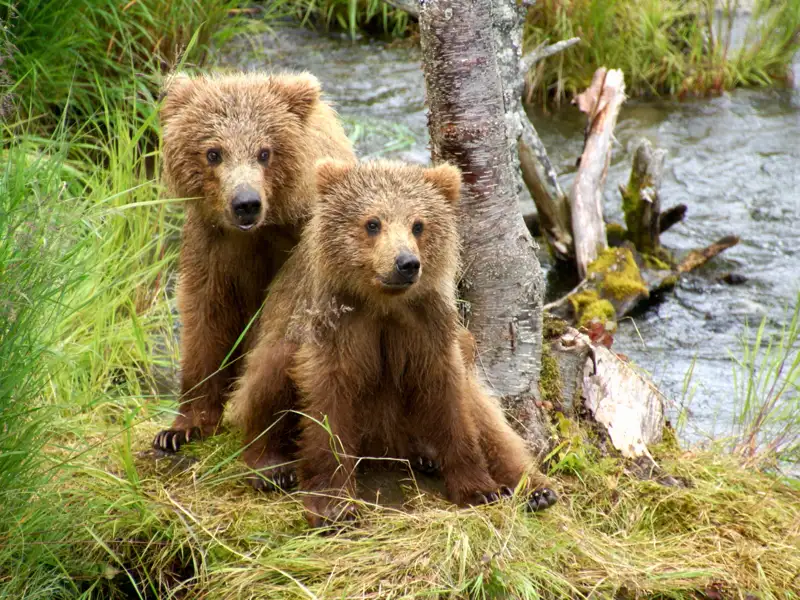 Zwei junge Braunbären in ihrem natürlichen Lebensraum am Flussufer.