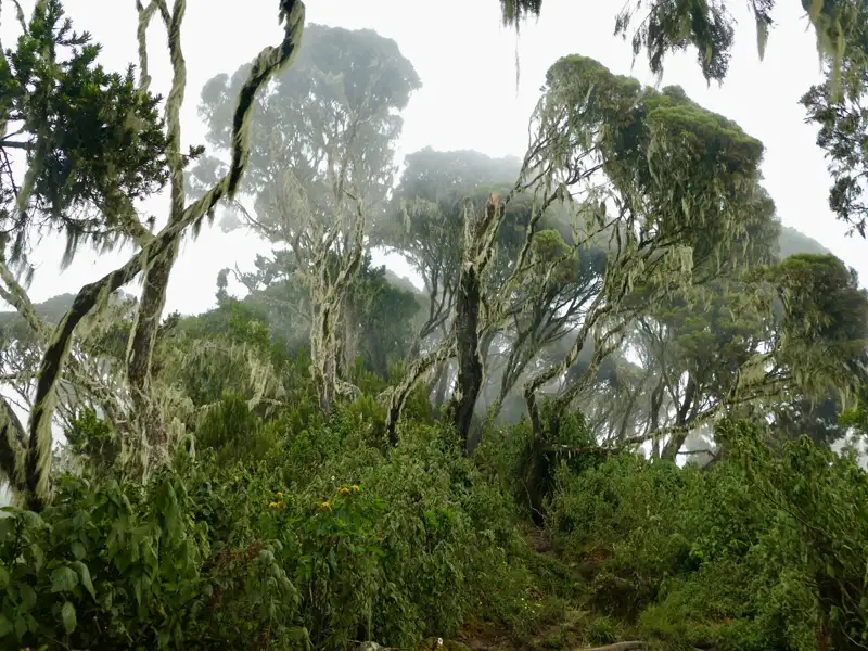 Bemooster Wald im Nebel.