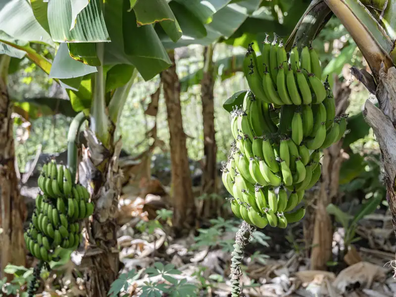 Grüne Bananen an einer Bananenstaude, Hinweis auf den Anbau von Bananen.