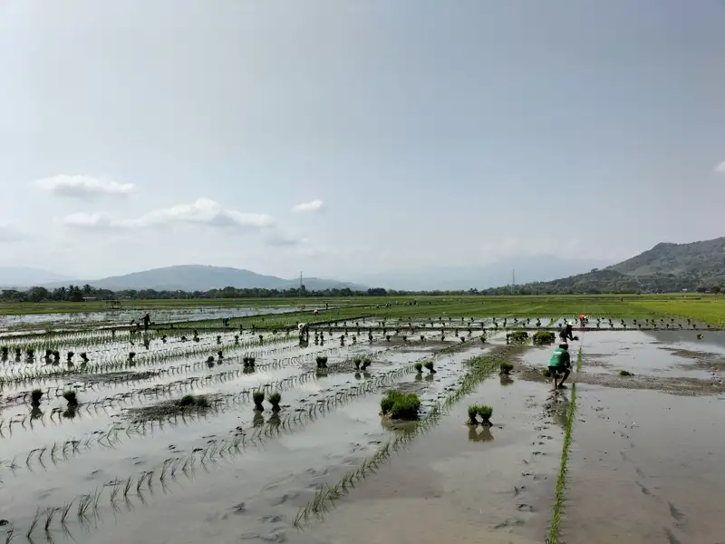 Arbeiter pflanzen Reissetzlinge in einem überfluteten Feld.