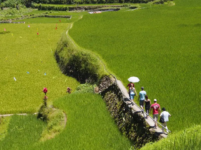 Wanderer mit Sonnenschirm erkunden die Reisterrassen.