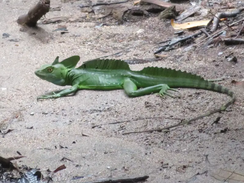 Grüner Basilisk auf dem Waldboden.
