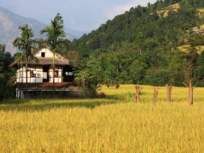 Traditionelles Haus mit Strohdach an einem goldenen Reisfeld.
